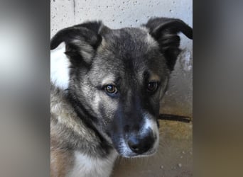 Quorivah - Kleines Hundemädchen, was nun?