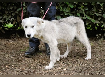 Kemyra - Ein "Wölfchen" sucht sein Rudel