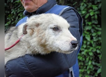 Kemyra - Ein "Wölfchen" sucht sein Rudel