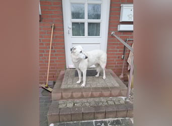 Gina - SOS - Dringend neues Zuhause oder Pflegestelle gesucht - Auch sie droht alles zu verlieren