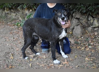 Elowen - eine Tänzerin im Mondlicht, bis die Sonne die Träume verjagt