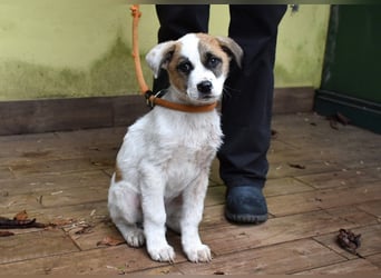 Elenio - SOS - Dringend neue Pflegestelle oder ein Zuhause gesucht - Ein leuchtendes Fellknäuel