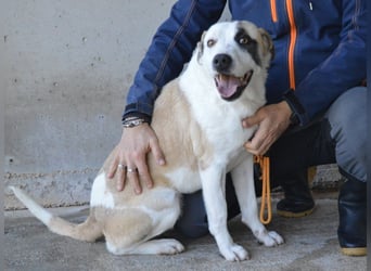 Dayra - freundlich, sanft und bereit für ein schönes Zuhause