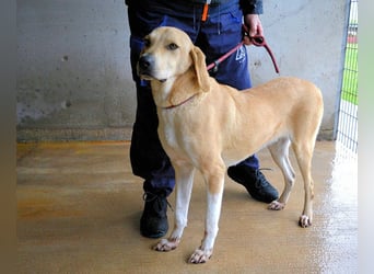 Wiper - Menschisch A1 - Wiper sucht Lehrer