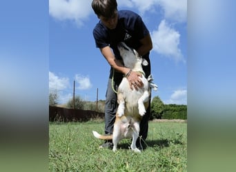 Chucky - Großer Hund sucht großes Herz