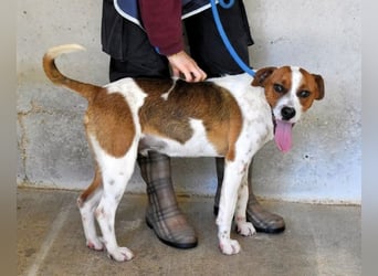 Olli - Quirliges Hundekind braucht dringend Familie