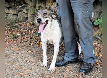 Helder - spricht für sich