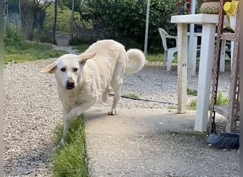 Patty - Vorsichtig auf den Pfoten, groß im Herzen