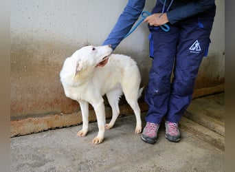 Arriel - aller guten Dinge sind drei