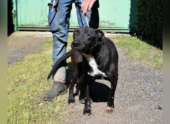 Rhino - NOTFALL !!! - Wenn man nicht auffällt, geht man unter