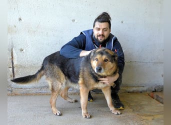 Annalise - Eine liebevolle Gefährtin mit einem sicheren Wesen