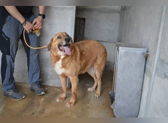 Kemp - Runder Rundum-Schatz