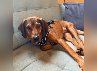 Yola - wie bei Hänsel und Gretel - nur schlimmer