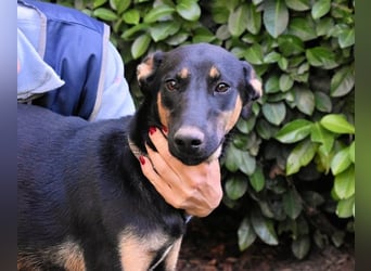 Drifa - vorsichtiges Hundemädchen auf der Suche nach Geborgenheit