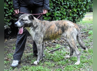 Fionella - Tigerchen sucht Familie
