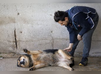 Annalise - Eine liebevolle Gefährtin mit einem sicheren Wesen