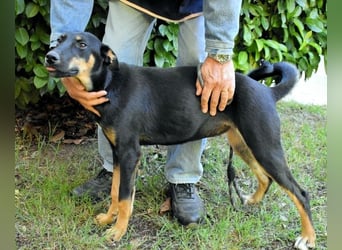 Domitia - neugierige Junghündin mit sanftem Wesen