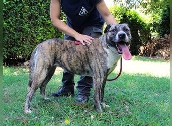 Fionella - Tigerchen sucht Familie