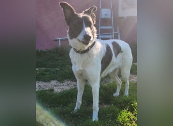 Fioretta - NOTFALL - 2. Lebensglück gesucht