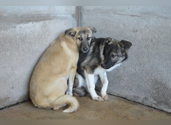 Quivira - Kleines Hundekind, was nun?