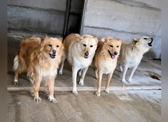 Addison - lange sitzen sie schon da und haben es schwer