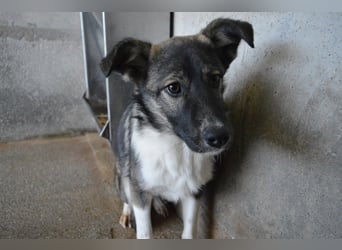 Quelisia - Kleines Schwesterchen, was nun?