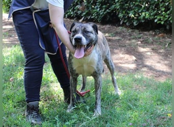 Fionella - Tigerchen sucht Familie