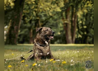 Ludwig - Nur Mädchen erlaubt