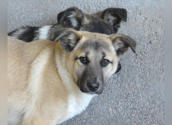 Quivira - Kleines Hundekind, was nun?