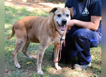 Rinaldo - Gold-Senior sucht dringend Zuhause