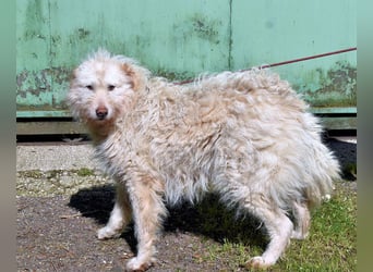 Lynnette - Power-Hündin sucht sportliches Zuhause