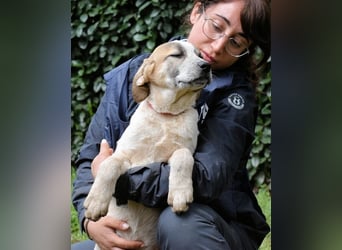 Solidea - 744 Stunden