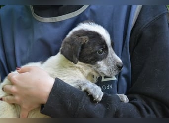 Neruk - Vier Pfötchen und die große Liebe