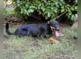 Domitia - neugierige Junghündin mit sanftem Wesen
