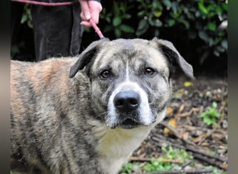 Fionella - Tigerchen sucht Familie
