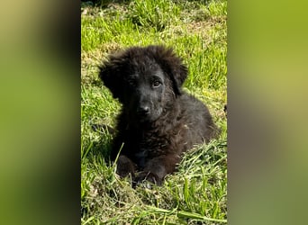 Thor - bereit für sein ganz persönliches Donnerwetter an Liebe