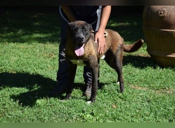 Chufo - ein Energiebündel