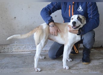 Dayra - freundlich, sanft und bereit für ein schönes Zuhause