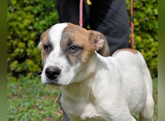 Elenio - SOS - Dringend neue Pflegestelle oder ein Zuhause gesucht - Ein leuchtendes Fellknäuel