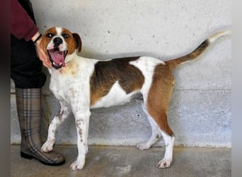 Olli - Quirliges Hundekind braucht dringend Familie