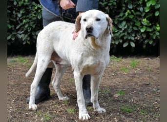 Ginko - SOS - Drei Brüder in großer Not