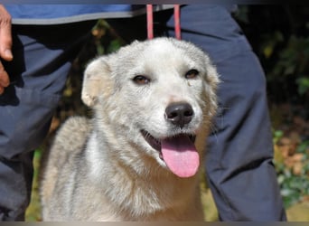 Kemyra - Ein "Wölfchen" sucht sein Rudel