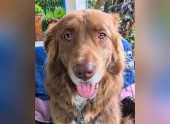 Eurialo - SOS - Dringend Pflegestelle oder neues Zuhause gesucht/Wenn du alles verlierst