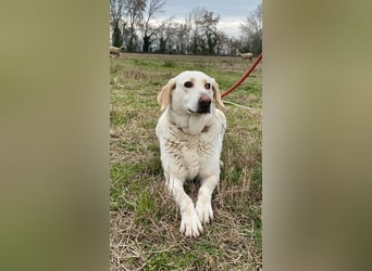 Patty - Vorsichtig auf den Pfoten, groß im Herzen