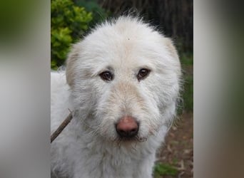 Lynnette - Power-Hündin sucht sportliches Zuhause