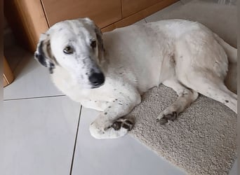 Gina - SOS - Dringend neues Zuhause oder Pflegestelle gesucht - Auch sie droht alles zu verlieren