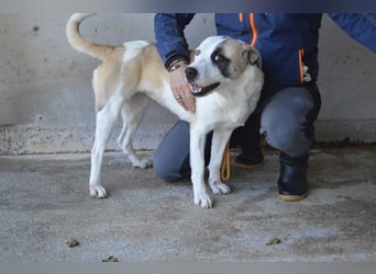 Dayra - freundlich, sanft und bereit für ein schönes Zuhause