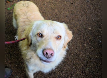 Rodman - läuft sich die Seele wund