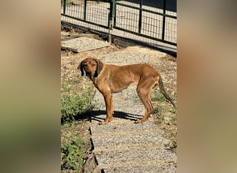 Yola - wie bei Hänsel und Gretel - nur schlimmer