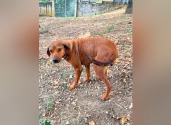 Yola - wie bei Hänsel und Gretel - nur schlimmer